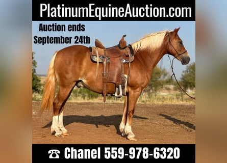 American Quarter Horse, Castrone, 10 Anni, 135 cm, Sauro scuro