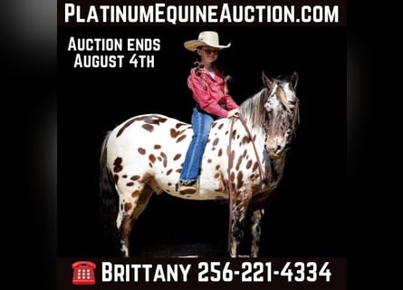 American Quarter Horse, Castrone, 10 Anni, 135 cm, Sauro scuro