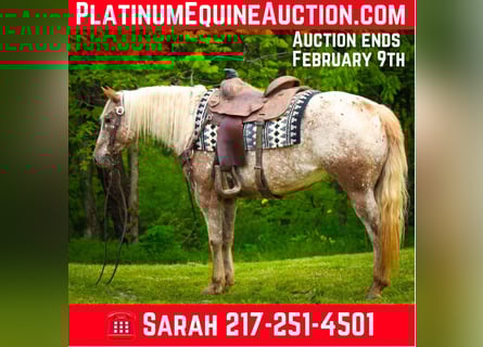 American Quarter Horse, Castrone, 10 Anni, 137 cm, Roano rosso