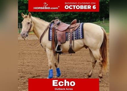 American Quarter Horse, Castrone, 10 Anni, 140 cm, Champagne