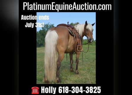 American Quarter Horse, Castrone, 10 Anni, 142 cm, Palomino