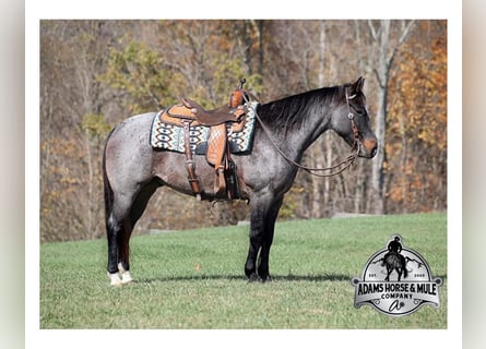 American Quarter Horse, Castrone, 10 Anni, 145 cm, Roano blu