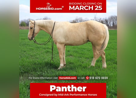American Quarter Horse, Castrone, 10 Anni, 147 cm, Palomino