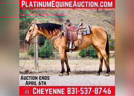 American Quarter Horse, Castrone, 10 Anni, 147 cm, Pelle di daino
