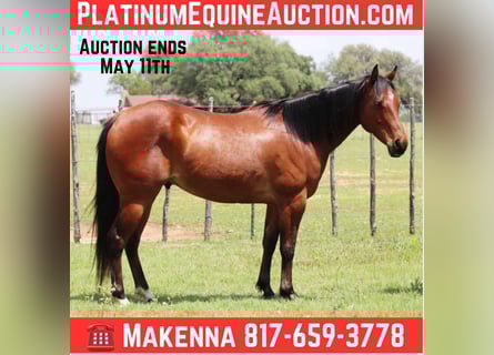 American Quarter Horse, Castrone, 10 Anni, 150 cm, Baio ciliegia