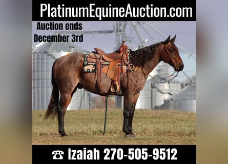 American Quarter Horse, Castrone, 10 Anni, 150 cm, Baio roano
