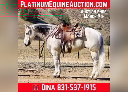 American Quarter Horse, Castrone, 10 Anni, 150 cm, Grigio pezzato