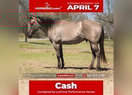 American Quarter Horse, Castrone, 10 Anni, 150 cm, Grullo