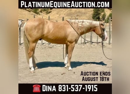 American Quarter Horse, Castrone, 10 Anni, 150 cm, Palomino