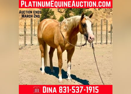 American Quarter Horse, Castrone, 10 Anni, 150 cm, Palomino