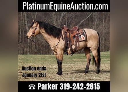 American Quarter Horse, Castrone, 10 Anni, 150 cm, Pelle di daino