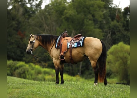 American Quarter Horse, Castrone, 10 Anni, 150 cm, Pelle di daino