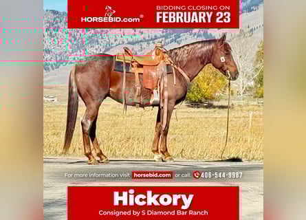 American Quarter Horse, Castrone, 10 Anni, 150 cm, Roano rosso