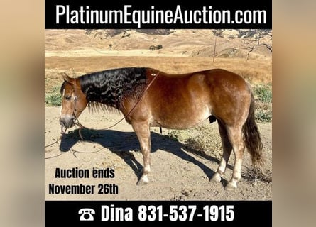 American Quarter Horse, Castrone, 10 Anni, 150 cm, Sauro scuro