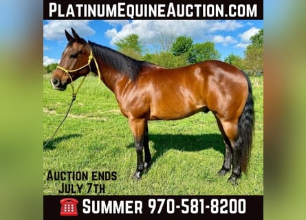 American Quarter Horse, Castrone, 10 Anni, 152 cm, Baio ciliegia