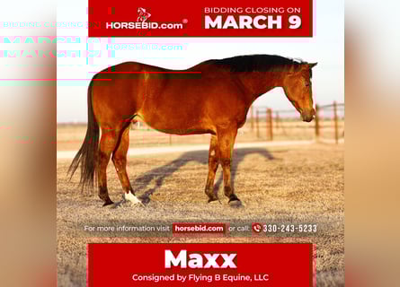 American Quarter Horse, Castrone, 10 Anni, 152 cm, Baio ciliegia