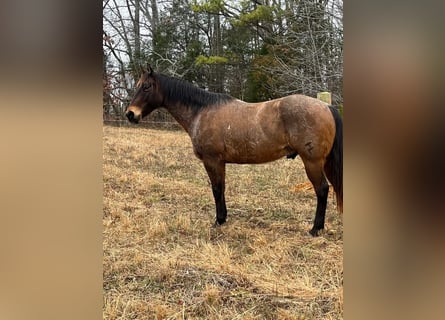 American Quarter Horse, Castrone, 10 Anni, 152 cm, Baio