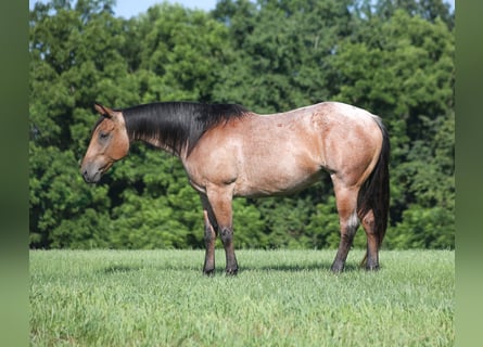American Quarter Horse, Castrone, 10 Anni, 152 cm, Baio roano