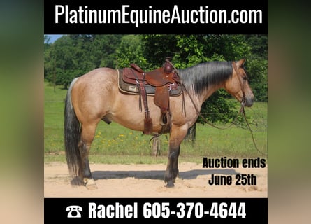 American Quarter Horse, Castrone, 10 Anni, 152 cm, Falbo