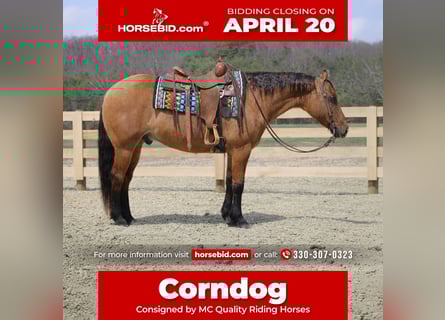 American Quarter Horse, Castrone, 10 Anni, 152 cm, Falbo