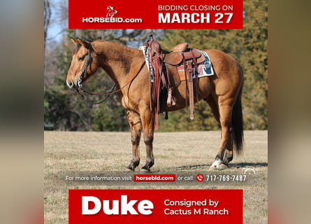 American Quarter Horse, Castrone, 10 Anni, 152 cm, Falbo