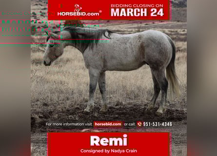 American Quarter Horse, Castrone, 10 Anni, 152 cm, Grigio
