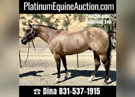 American Quarter Horse, Castrone, 10 Anni, 152 cm, Grullo