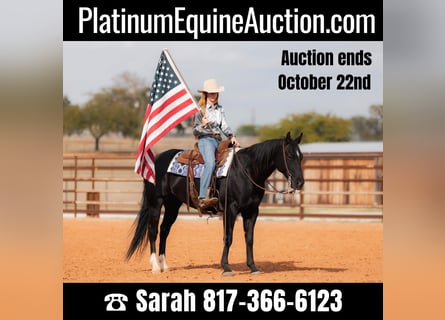 American Quarter Horse, Castrone, 10 Anni, 152 cm, Morello