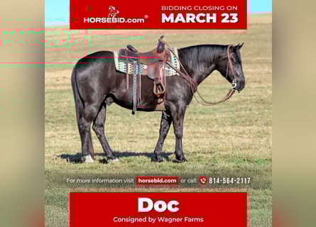 American Quarter Horse, Castrone, 10 Anni, 152 cm, Morello