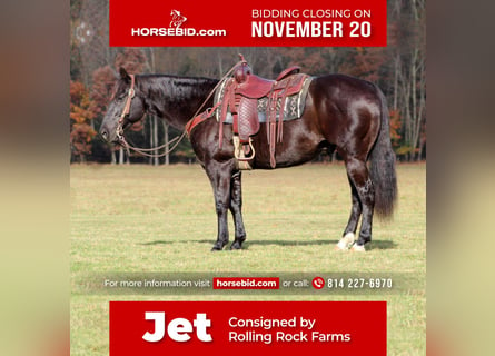 American Quarter Horse, Castrone, 10 Anni, 152 cm, Morello