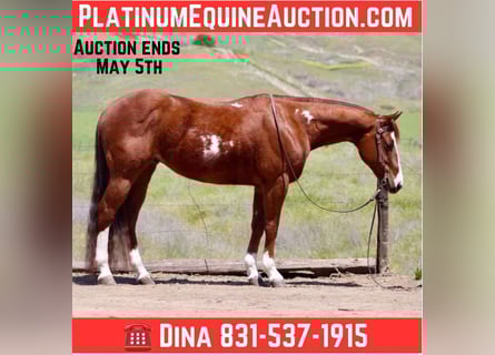 American Quarter Horse, Castrone, 10 Anni, 152 cm, Overo-tutti i colori