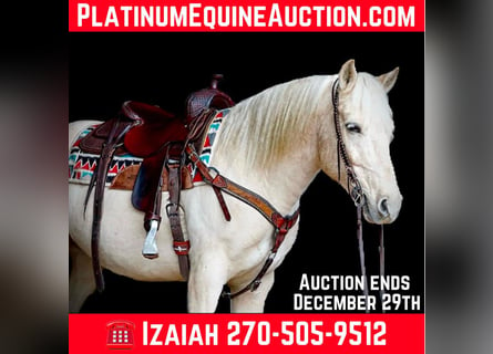 American Quarter Horse, Castrone, 10 Anni, 152 cm, Palomino