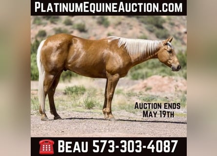 American Quarter Horse, Castrone, 10 Anni, 152 cm, Palomino