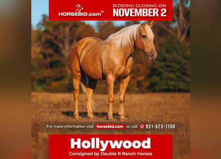 American Quarter Horse, Castrone, 10 Anni, 152 cm, Palomino