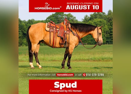 American Quarter Horse, Castrone, 10 Anni, 152 cm, Pelle di daino