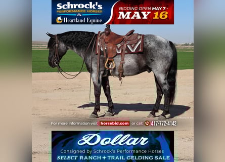 American Quarter Horse, Castrone, 10 Anni, 152 cm, Roano blu