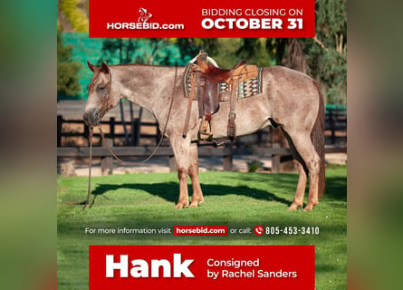 American Quarter Horse, Castrone, 10 Anni, 152 cm, Roano rosso