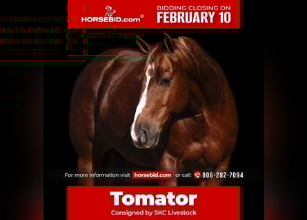American Quarter Horse, Castrone, 10 Anni, 152 cm, Sauro ciliegia