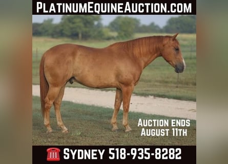 American Quarter Horse, Castrone, 10 Anni, 152 cm, Sauro ciliegia