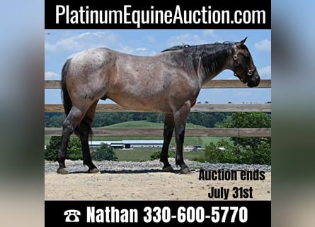 American Quarter Horse, Castrone, 10 Anni, 155 cm, Baio roano