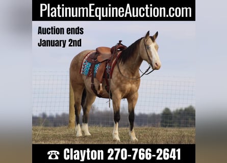American Quarter Horse, Castrone, 10 Anni, 155 cm, Pelle di daino