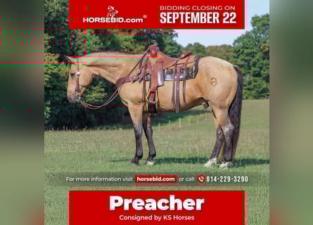 American Quarter Horse, Castrone, 10 Anni, 155 cm, Pelle di daino