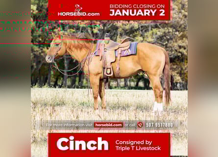 American Quarter Horse, Castrone, 10 Anni, 155 cm, Red dun
