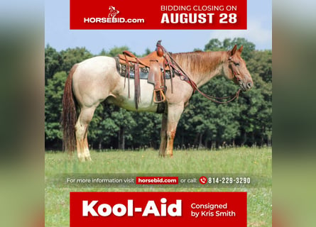 American Quarter Horse, Castrone, 10 Anni, 155 cm, Roano rosso