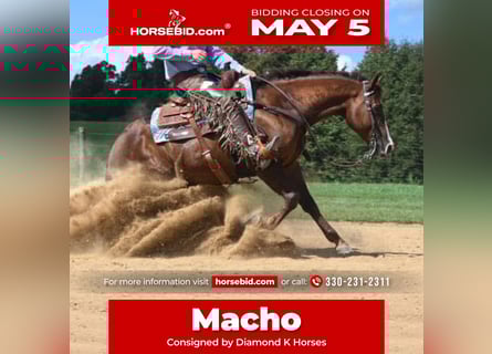 American Quarter Horse, Castrone, 10 Anni, 155 cm, Sauro ciliegia
