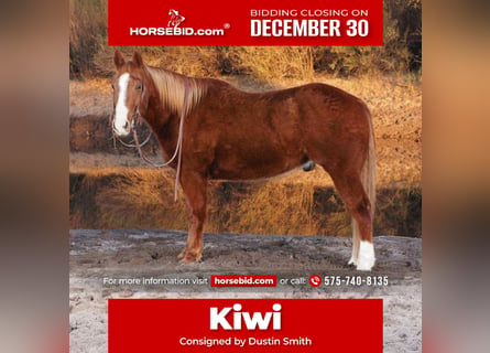 American Quarter Horse, Castrone, 10 Anni, 155 cm, Sauro ciliegia