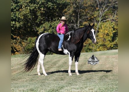 American Quarter Horse, Castrone, 10 Anni, 155 cm, Tobiano-tutti i colori