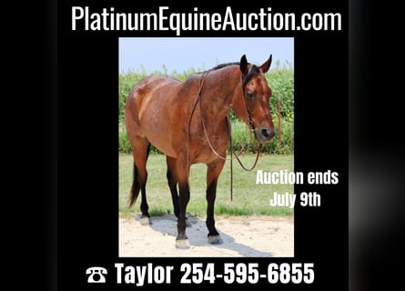 American Quarter Horse, Castrone, 10 Anni, 157 cm, Baio roano