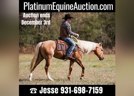 American Quarter Horse, Castrone, 10 Anni, 157 cm, Palomino
