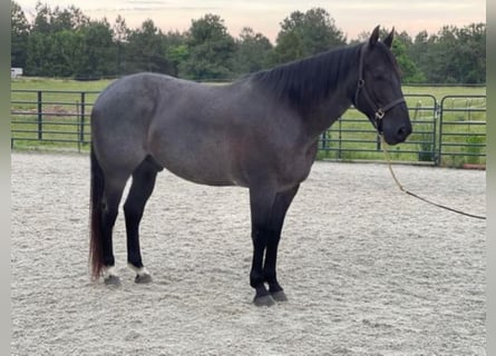 American Quarter Horse, Castrone, 10 Anni, 157 cm, Roano blu